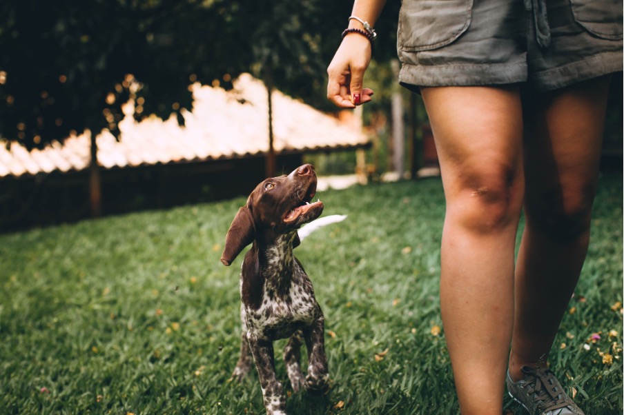 Mehr über den Artikel erfahren 5 Gründe, warum du als Geschäftsführer von Hunden führen lernen kannst (Teil 2/2)