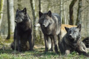 Mehr über den Artikel erfahren 5 Gründe, warum du als Geschäftsführer von Hunden führen lernen kannst (Teil 1/2)