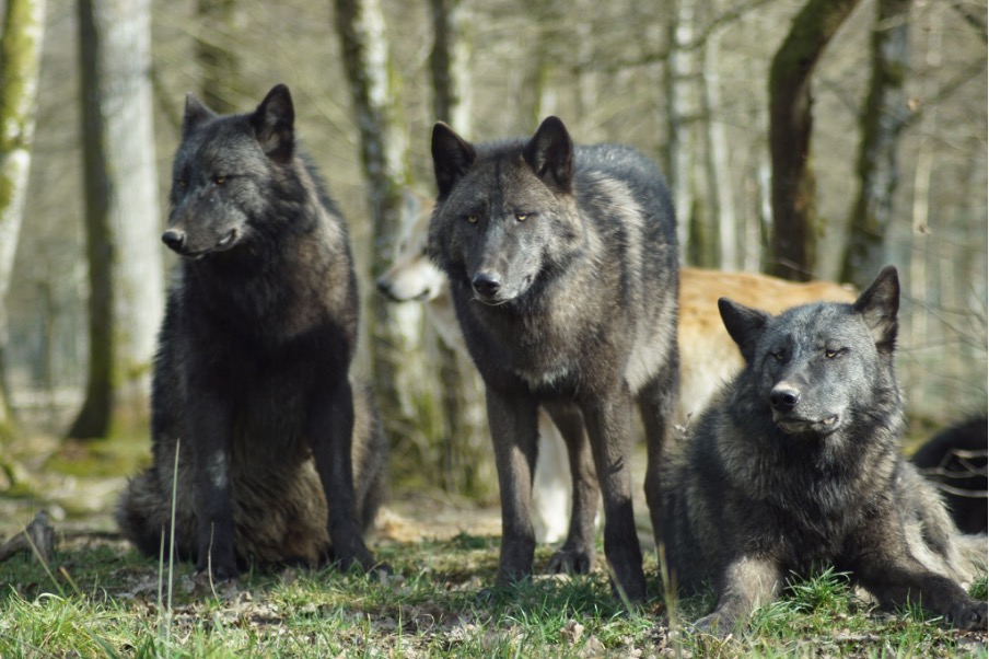 Mehr über den Artikel erfahren 5 Gründe, warum du als Geschäftsführer von Hunden führen lernen kannst (Teil 1/2)